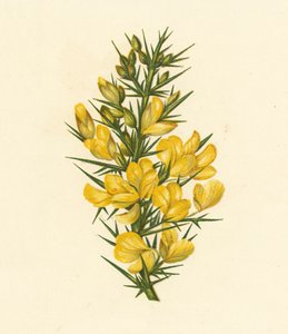 Ajonc, Ulex Europaeus - English School