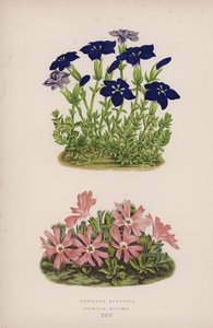 Gentiane de Bavière ; Primevère Minima (lithographie en couleur)