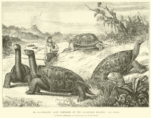 Tortues terrestres géantes des îles Galápagos - English School
