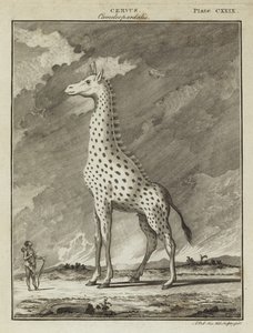 Girafe (Cervus camelopardalis)