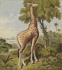 Girafe