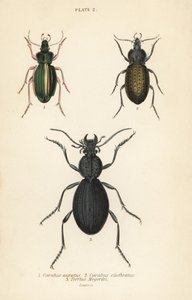 Coléoptère terrestre doré, Carabus auratus, coléoptère terrestre, Carabus clathratus, et grand coléoptère terrestre noir, Tefflus megerlei - English School