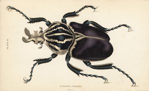 Scarabée goliath, Goliathus goliatus (Goliathus magnus)
