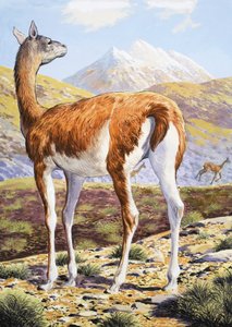 Gracieux Guanacos