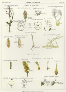 Herbe et carex - English School