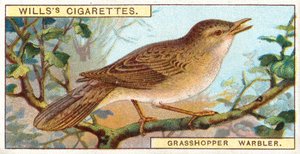 Locustelle tachetée