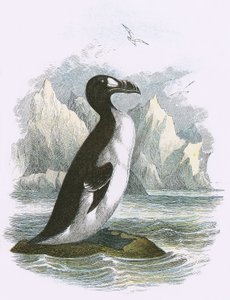 Grand Pingouin