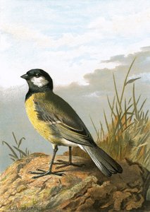 Mésange charbonnière - English School