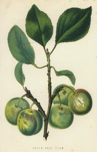 Prune Reine-Claude