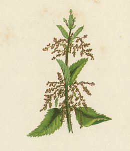 Ortie Verte, Urtica Dioica