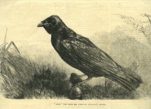 Grip, le corbeau de compagnie de Charles Dickens (lithographie)