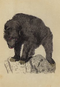 Ours gris