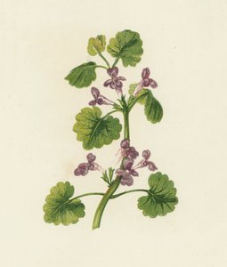 Lierre terrestre, Glechoma Hederacea