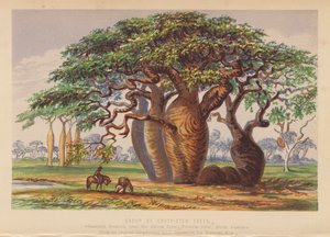 Groupe de Couty Stem Trees, Australie - English School