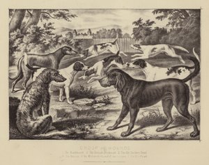 Groupe de Chiens de Chasse - English School