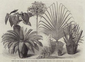 Groupe de plantes rares à la dernière exposition horticole internationale, South Kensington (gravure)