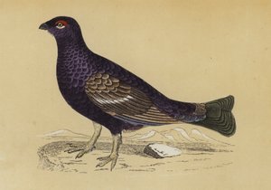 Grouse