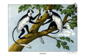 Singe Guereza - English School