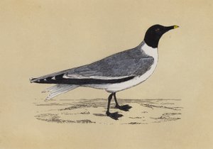 Mouette