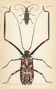 Coléoptère arlequin, Acrocinus longimanus 1, et coléoptère longicorne à face plate, Taeniotes subocellatus 2 - English School