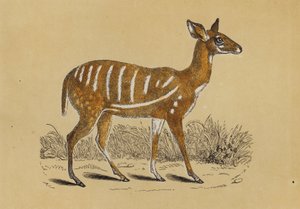Antilope harnachée - English School