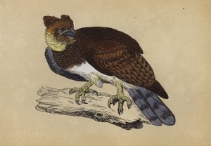 Aigle harpie - English School