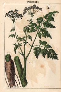 Ciguë ou Conium maculatum, de 