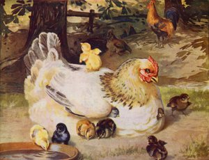 Poule et poussins
