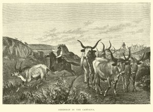 Bouvier dans la Campagne