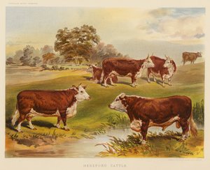 Bétail Hereford - English School
