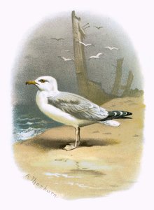 Goéland argenté