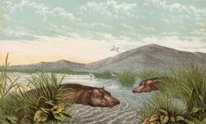 Hippopotame