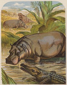 Hippopotame et crocodile - English School