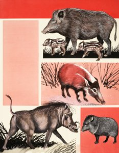 Montage de cochons et sangliers - English School