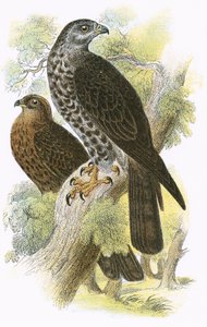 Cerf-volant de miel - English School