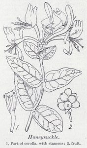 Chèvrefeuille