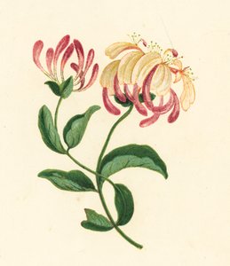 Chèvrefeuille (Lonicera periclymenum)