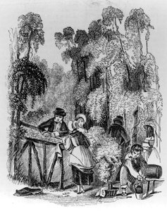 Cueillette du houblon - English School