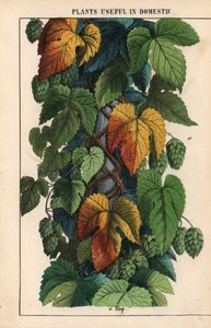 Houblon, avec fruit vert, de "The Instructive Picturebook, or Lessons from the Vegetable World," [Charlotte Mary Yonge], Édimbourg
