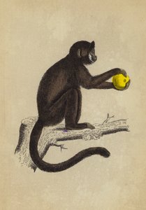 Sapajou cornu (lithographie en couleur)
