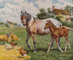 Cheval et poulain, moutons et poules - English School