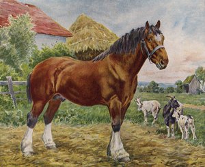 Cheval et chèvres