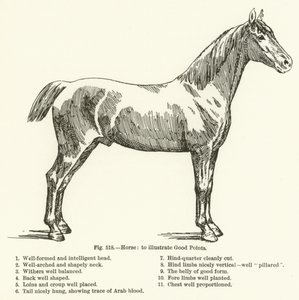 Cheval, pour illustrer les bons points - English School