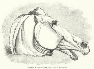 Tête de cheval, des marbres d