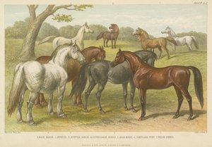 Chevaux et poneys (gravure en couleur) - English School