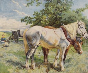 Chevaux prenant une pause de travail dans une ferme - English School