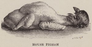 Pigeon domestique
