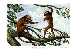 Singe hurleur - English School