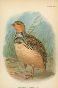 Francolin de Hubbard