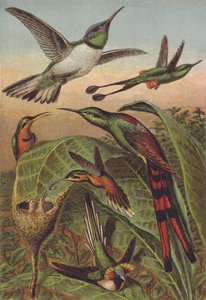Colibris